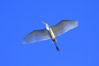 Uçuş mavi gökyüzüne karşı büyük ak balıkçıl / Ardea alba