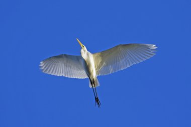 Uçuş mavi gökyüzüne karşı büyük ak balıkçıl / Ardea alba