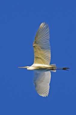 Uçuş mavi gökyüzüne karşı büyük ak balıkçıl / Ardea alba