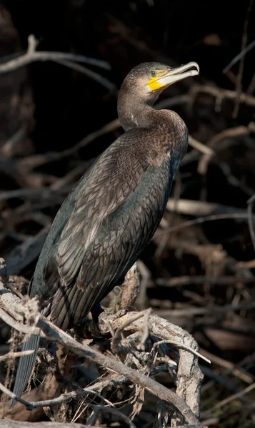 Karabatak Phalacrocorax Carbo — Stok fotoğraf