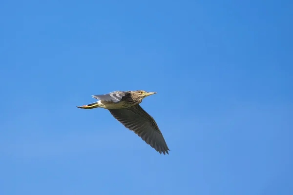 A juvenile of night heron in flight / Nycticorax nycticorax — Stock Photo, Image