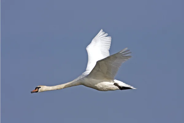 Cisne mudo (Cygnus olor) em voo — Fotografia de Stock