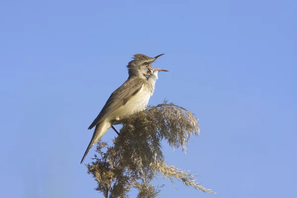 Great Reed Warbler Singing Acrocephalus Arundinaceus — Stock Photo, Image
