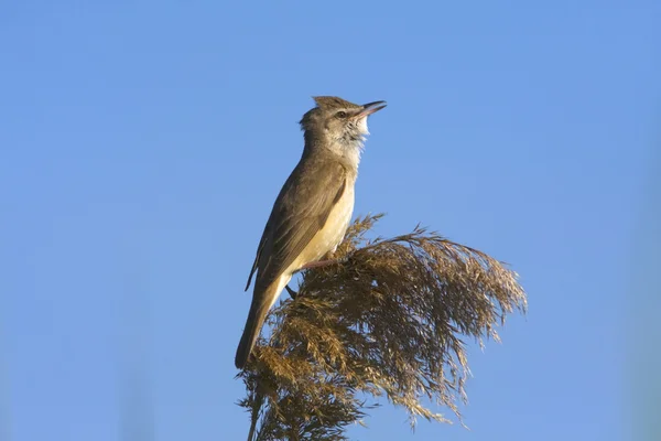 Great reed warbler zingen / Acrocephalus arundinaceus — Stockfoto