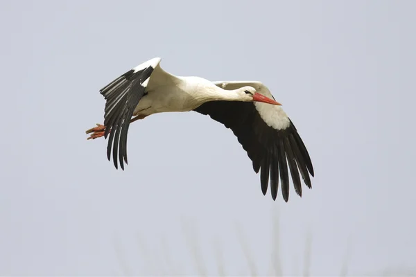 White Stork Flight Ciconia Ciconia — Stock Photo, Image