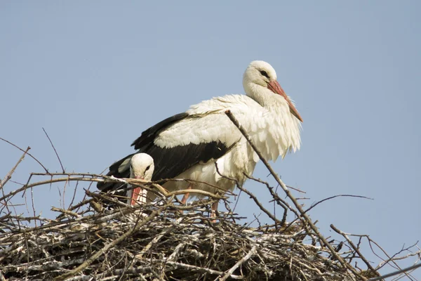 Weißstorchpaar Auf Dem Nest Ciconia Ciconia — Stockfoto