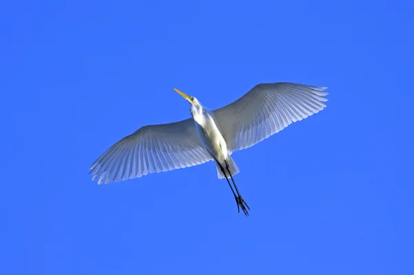 Uçuş Mavi Gökyüzüne Karşı Büyük Balıkçıl Ardea Alba — Stok fotoğraf