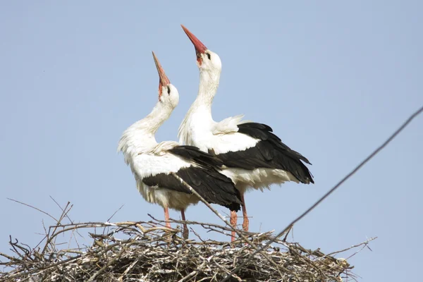 White stork pair on the nest / Ciconia ciconia Stock Picture