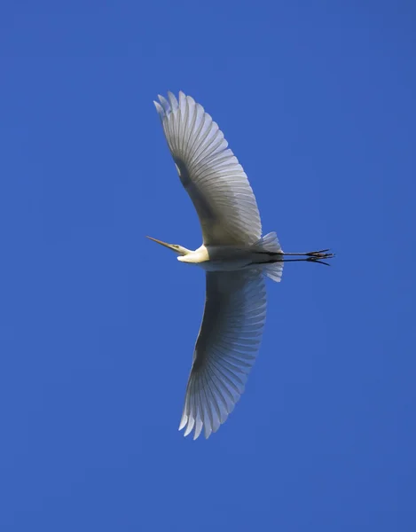 Gran Egret en vuelo contra el cielo azul / Ardea alba Imagen De Stock