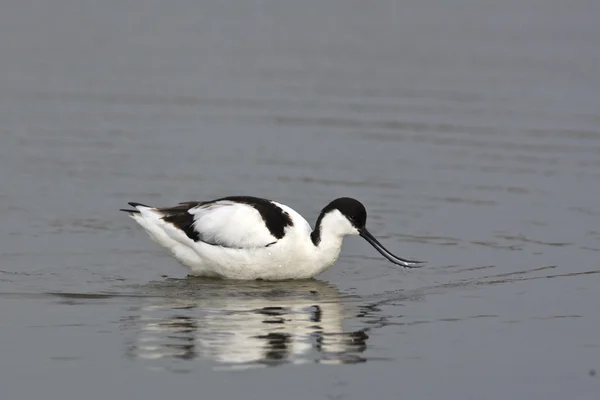 游隼 (recurvirostra avosetta ) — 图库照片