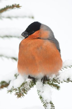 bir erkeği olarak kış sahne (pyrrhula pyrrhu dal, istirahat şakrak kuşu