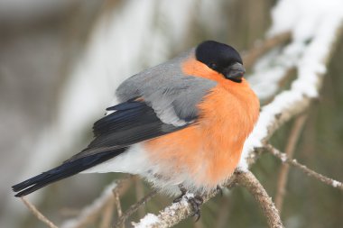 A male of bullfinch resting on a branch, in a winter scene (Pyrrhula pyrrhu clipart