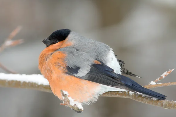 남성 겨울 장면 (pyrrhula pyrrhu의 분기에 휴식 하는 멋쟁이 새의 일종 — 스톡 사진