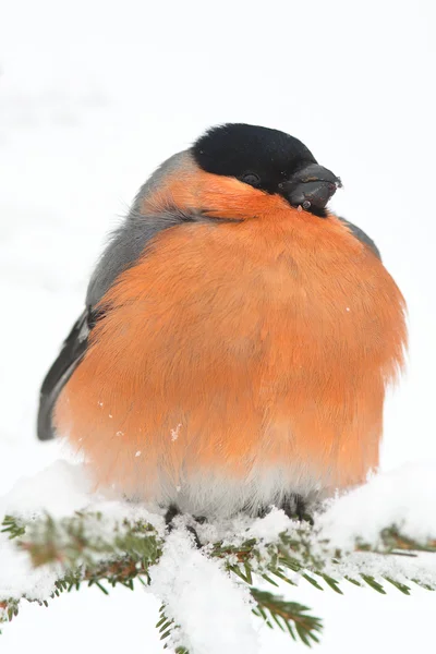 一位男性的红腹灰雀放在一个分支，在冬天的景色 (pyrrhula pyrrhu — 图库照片