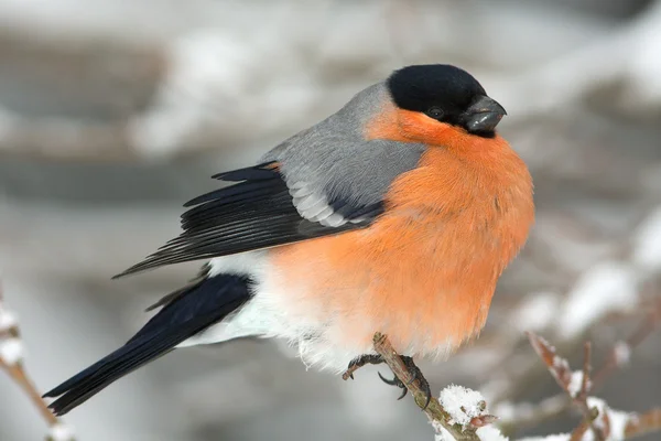 남성 겨울 장면 (pyrrhula pyrrhu의 분기에 휴식 하는 멋쟁이 새의 일종 스톡 사진
