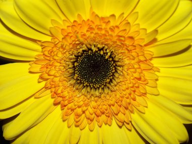 izole sarı gerbera