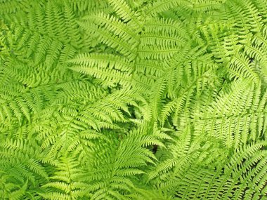 Green fern background clipart