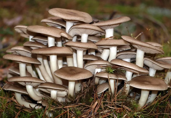 低效蘑菇 — 图库照片