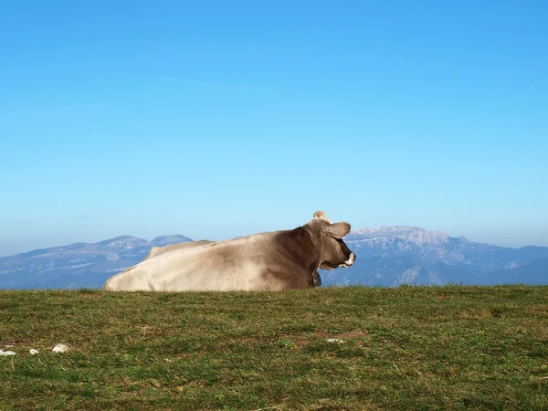 Resting cow on the mountains — Stock Photo, Image