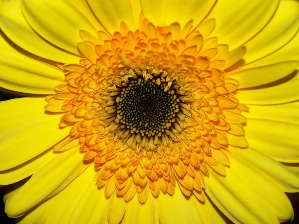 孤立的黄色非洲菊 — 图库照片