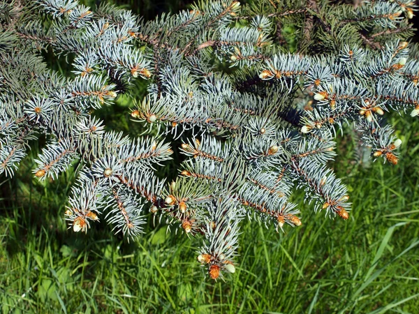 Bough of blue spruce — Stock Photo, Image