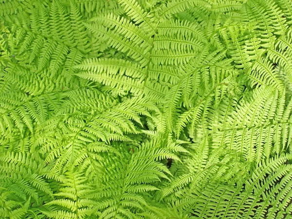 Green fern background — Stock Photo, Image