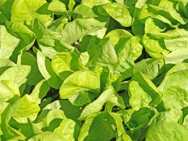 taze yeşil salata yatak