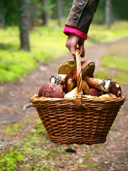 stock image Basket with mushrooms