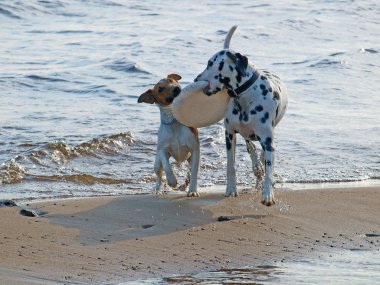 İki köpek.