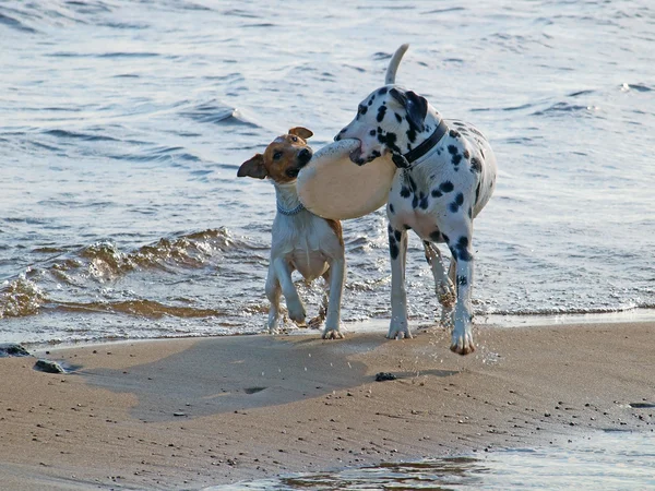 stock image Two dogs