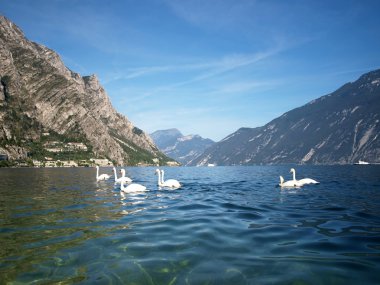 Seven swans shoot on the Garda lake clipart