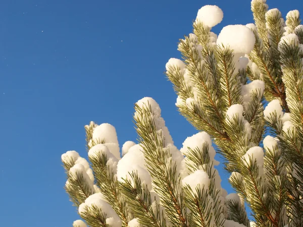 Winter fir tree — Stock Photo, Image
