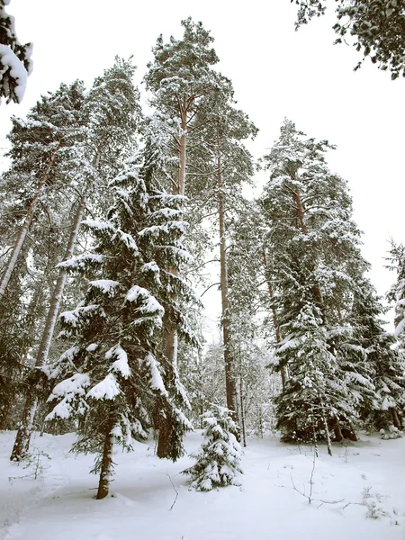 Vilda vinter skog — Stockfoto