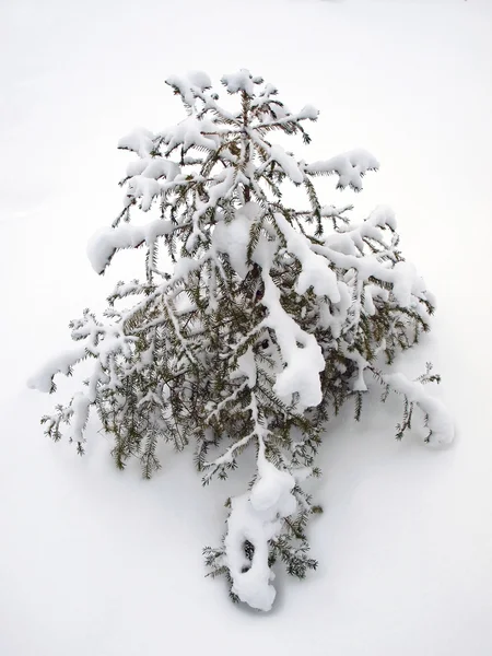 Brad de iarnă izolat — Fotografie, imagine de stoc