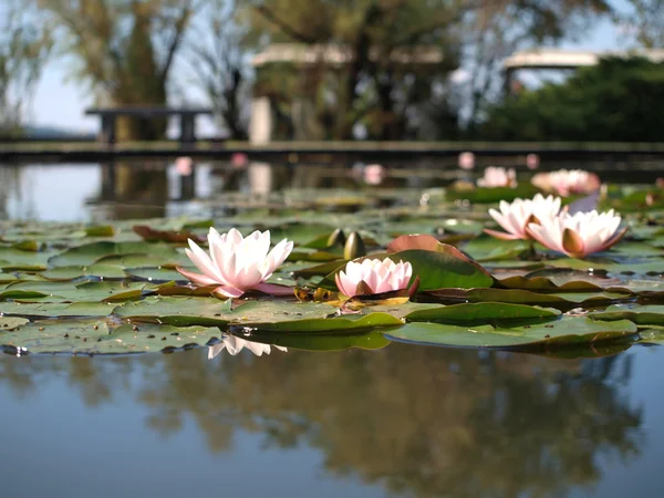 Jezioro z wodą lilys — Zdjęcie stockowe
