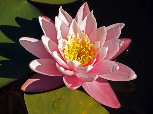 Mooie roze water lily — Stockfoto