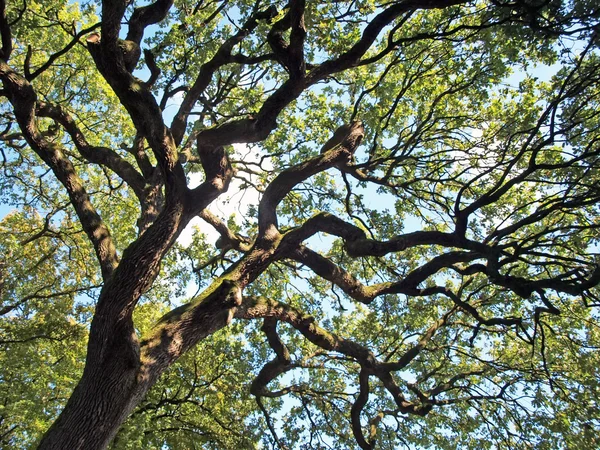 Eski meşe ağacı — Stok fotoğraf
