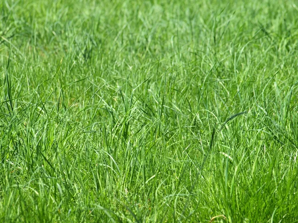 Apenas grama verde fresco — Fotografia de Stock