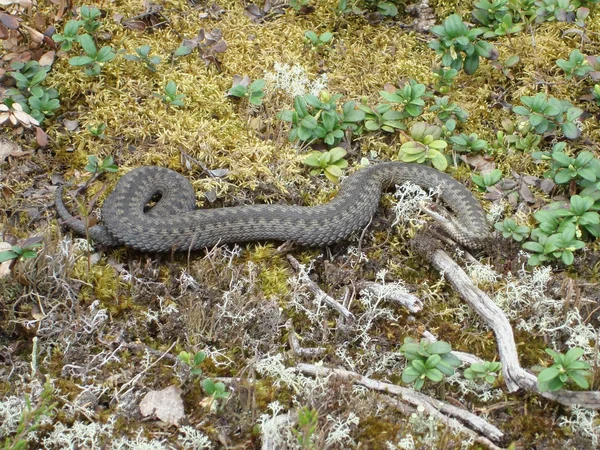 stock image Wild forest viper