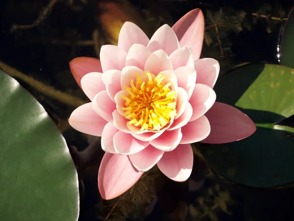 Roze water lily beschoten de watertuin — Stockfoto