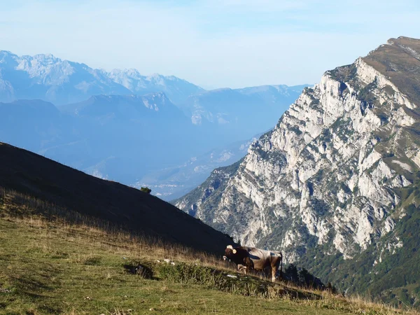 Koe en bergen — Stockfoto