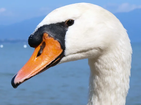 Potret Swan — Stok Foto