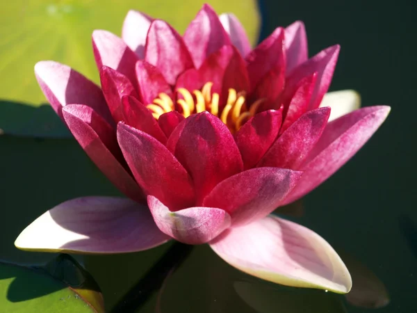 Красивая розовая водяная лилия — стоковое фото