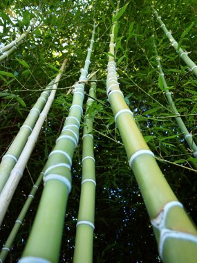 Bambu aşağıdan yukarıya