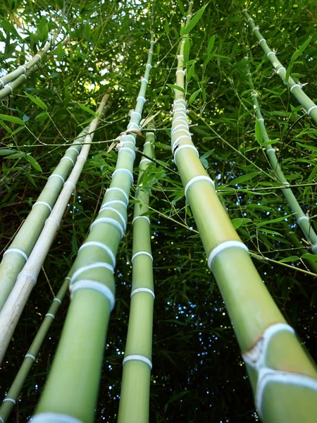 Bamboe onderop — Stockfoto