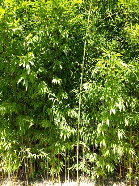 Bamboo Grove Can Used Background — Stock Photo, Image