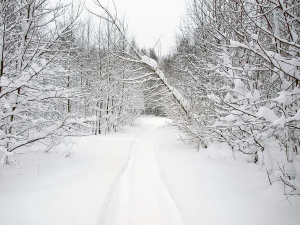 雪の嵐の後 森を尾します — ストック写真