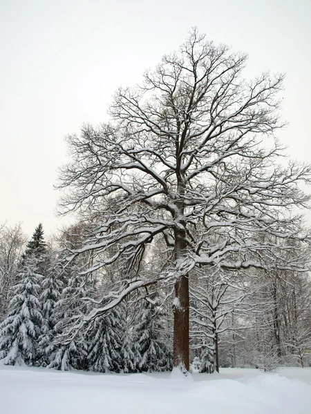Big winter oak — Stock Photo, Image