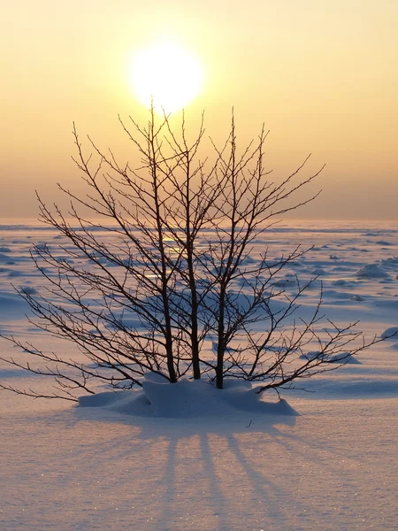 日当たりの良いに凍った湖で単一の小さな木 — ストック写真