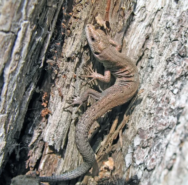 stock image Small lizard